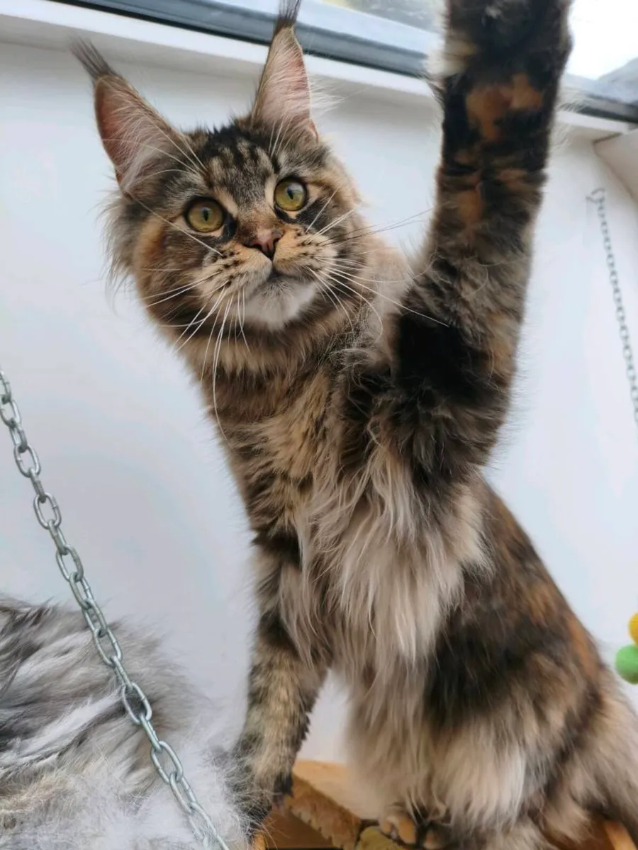 Active registered maine coon kitten - Image 3