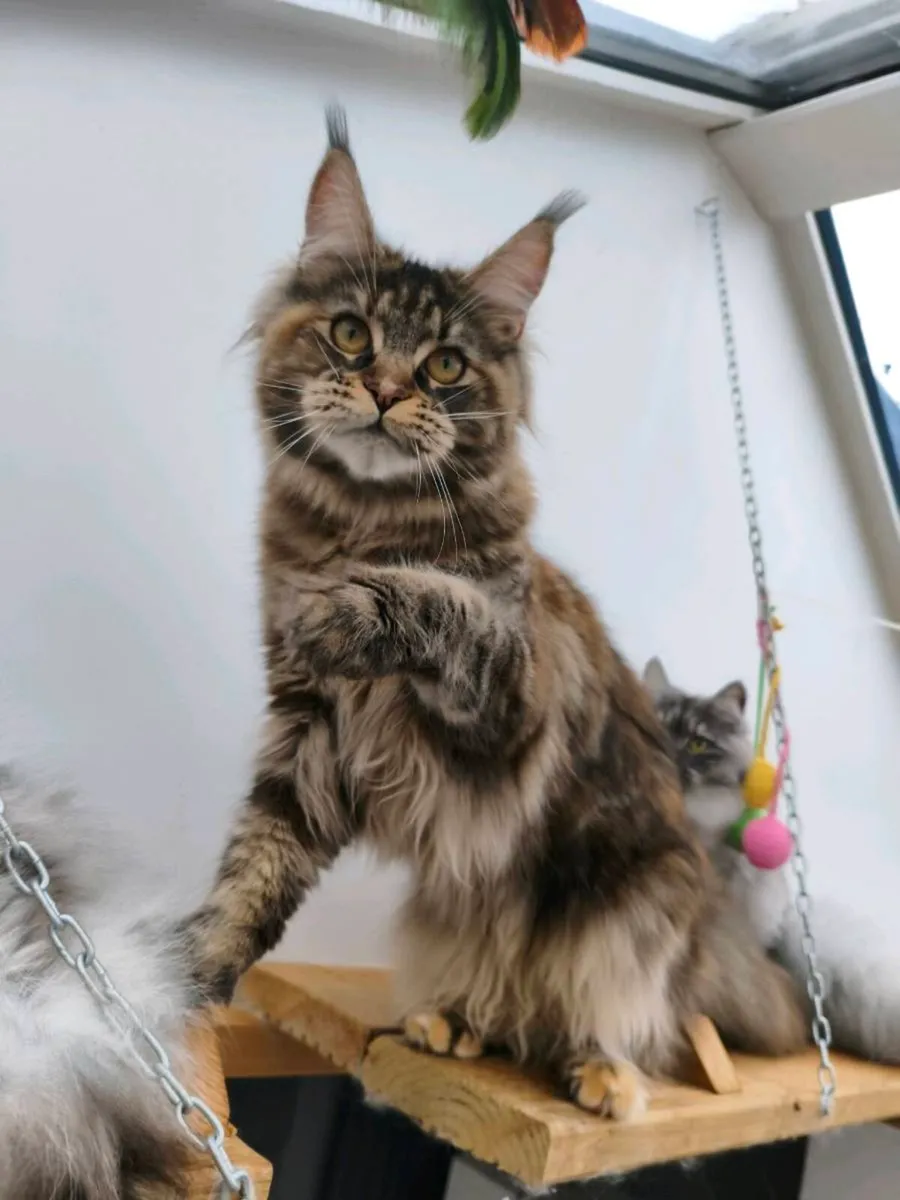 Active registered maine coon kitten - Image 1