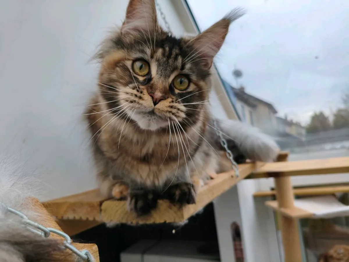 Active registered maine coon kitten - Image 4