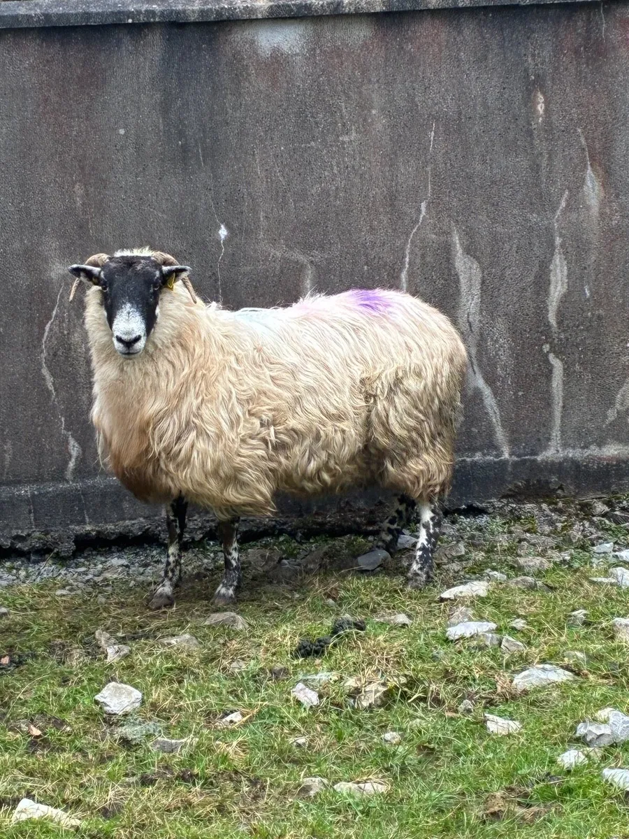 Foster ewe