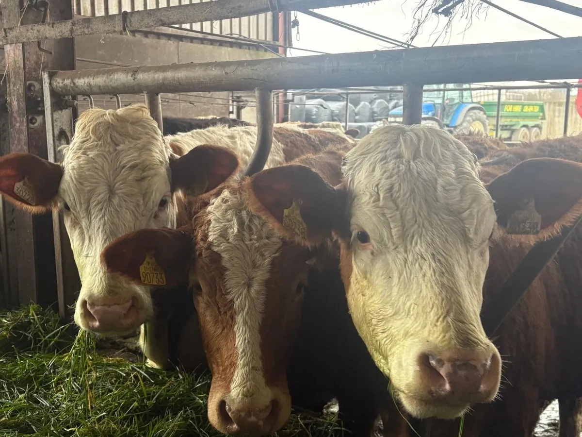 Wanted – 5 Purebred Fleckvieh Maiden Heifers - Image 1
