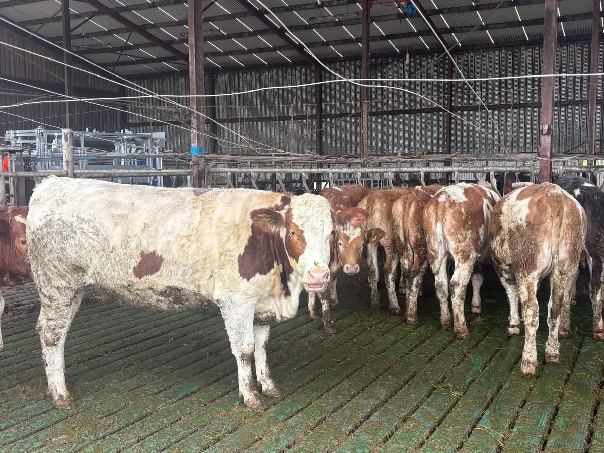 Wanted – 5 Purebred Fleckvieh Maiden Heifers - Image 2