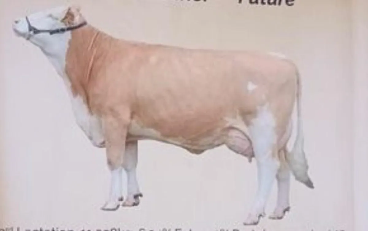 Wanted – 5 Purebred Fleckvieh Maiden Heifers - Image 4