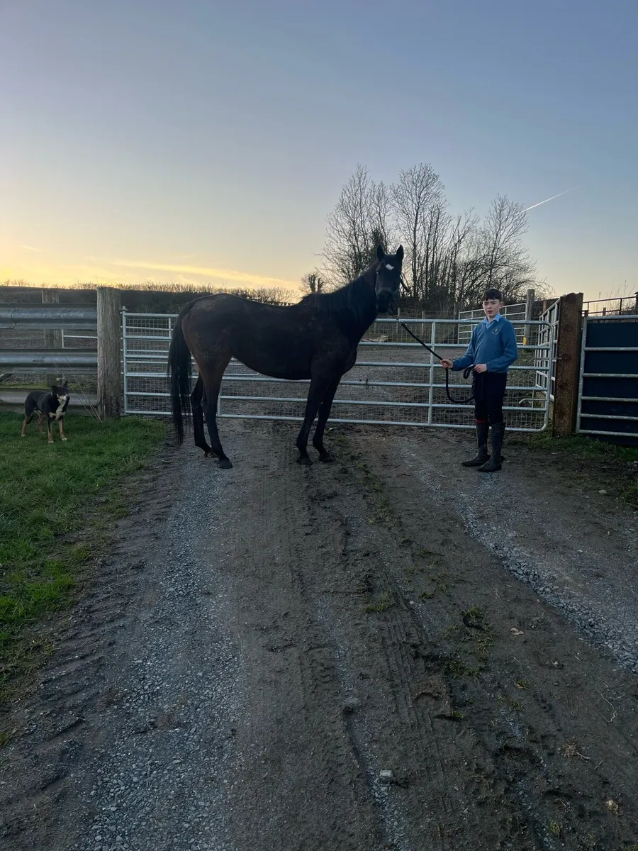 10 yr old mare - Image 1