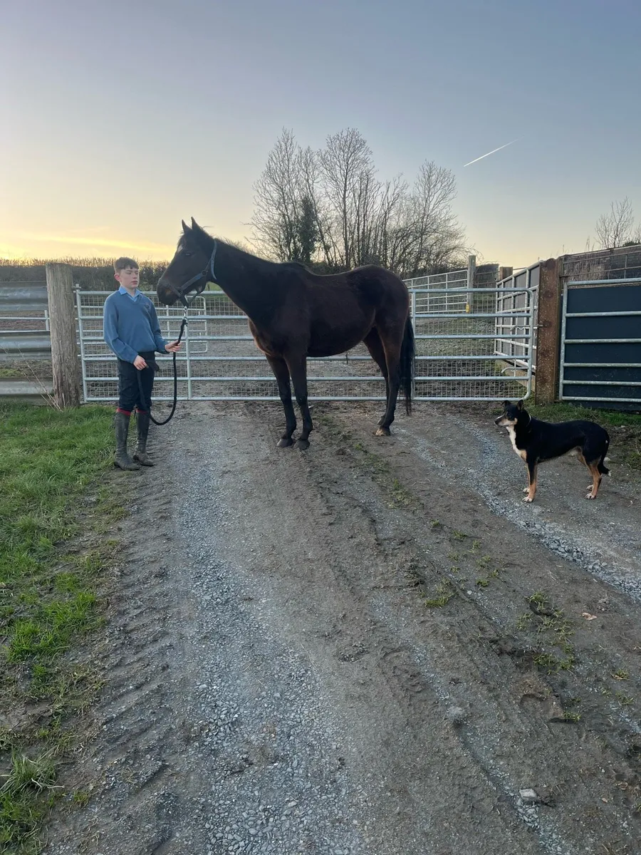 10 yr old mare - Image 2