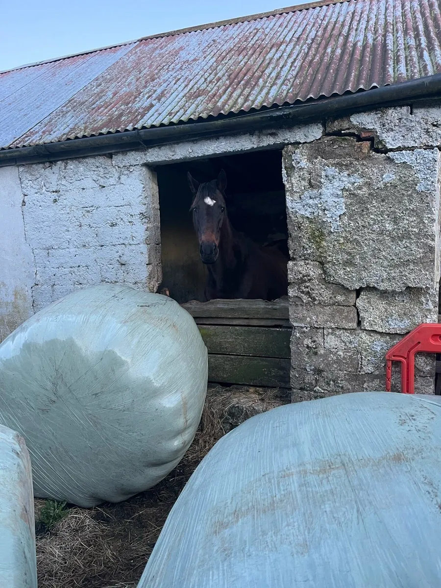 10 yr old mare - Image 3