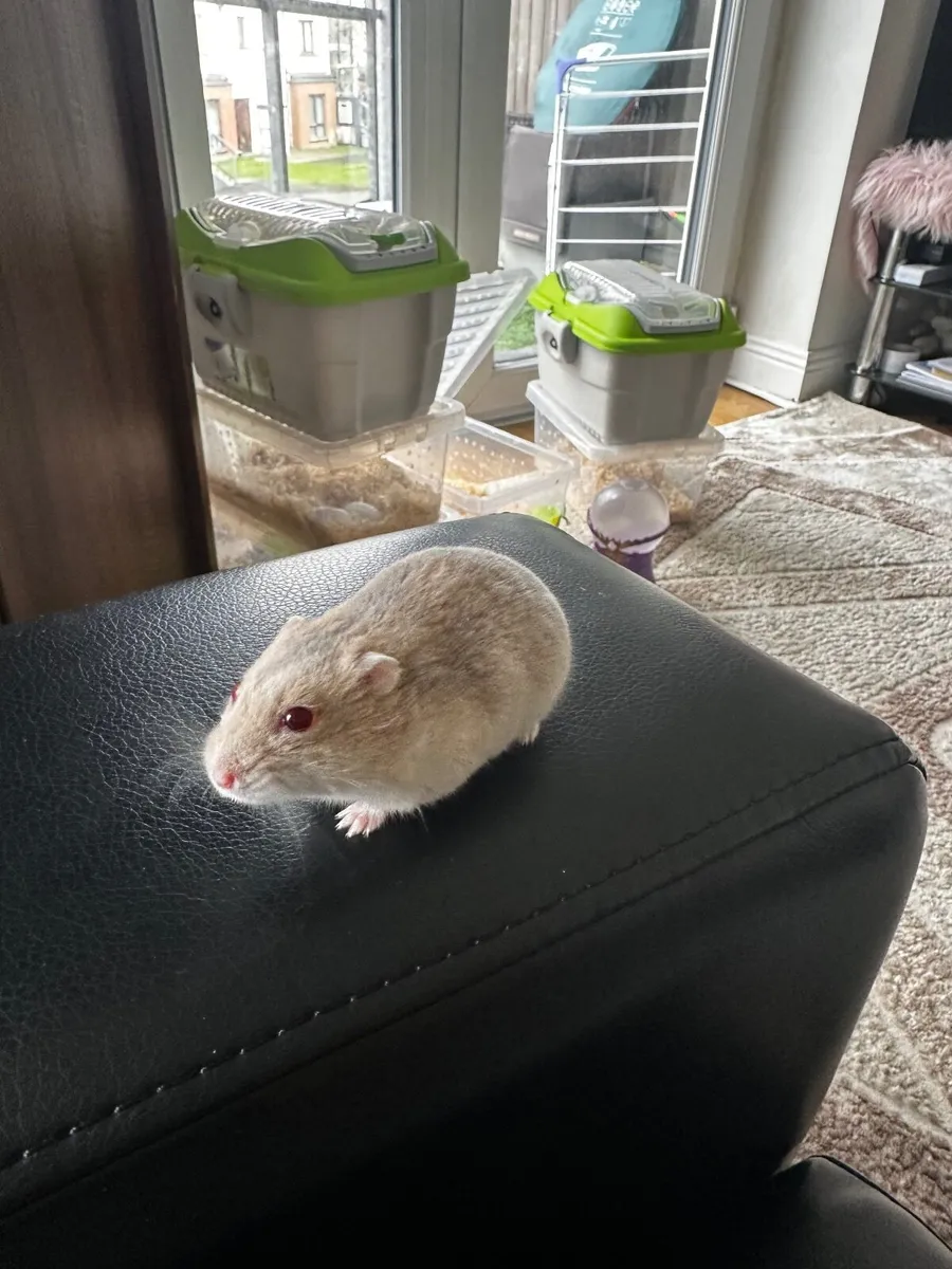 Quick sell Hamster baby and adults - Image 2