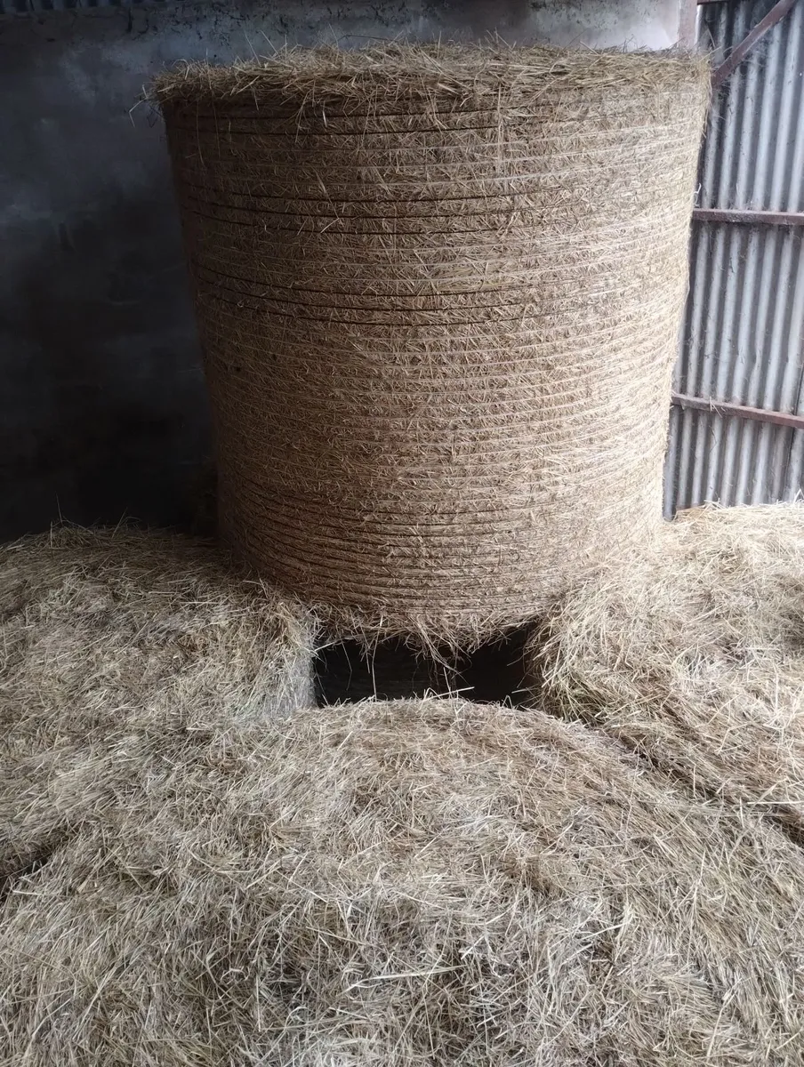 Quality Hay - Image 3