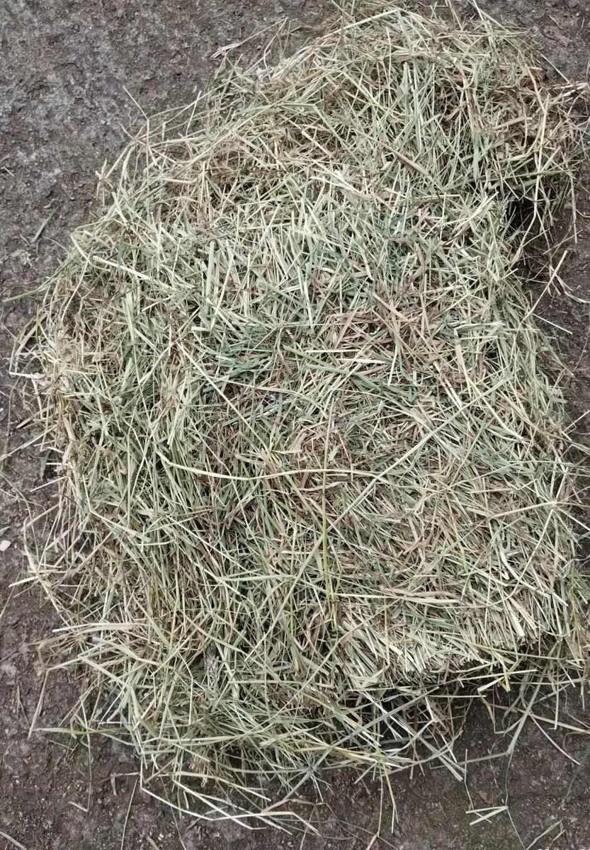 Quality Hay - Image 2
