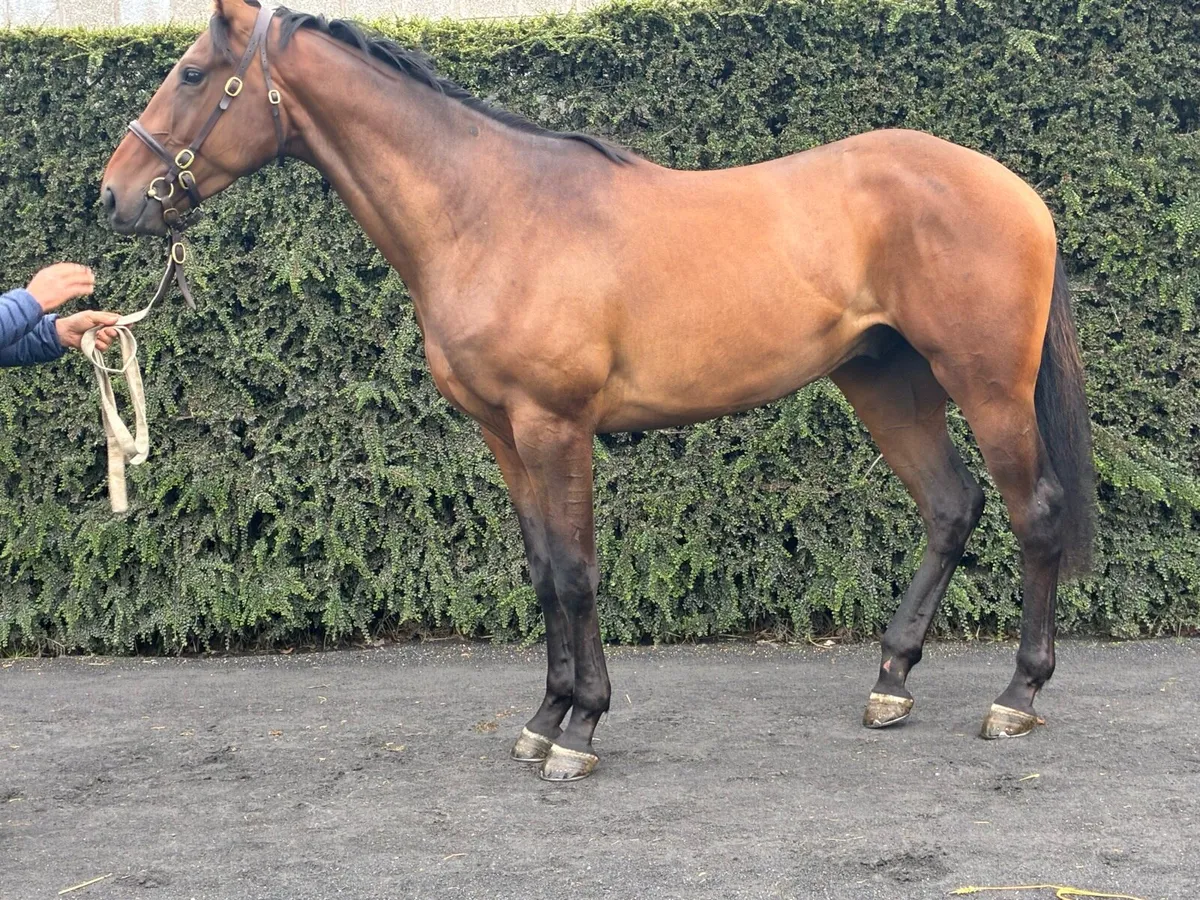 4 yr old gelding - Image 1