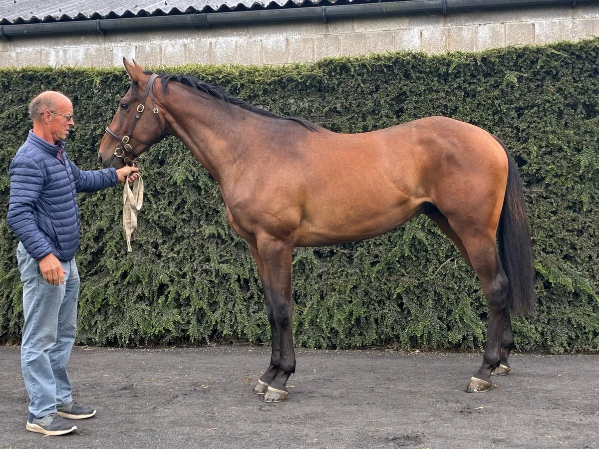 4 yr old gelding - Image 2