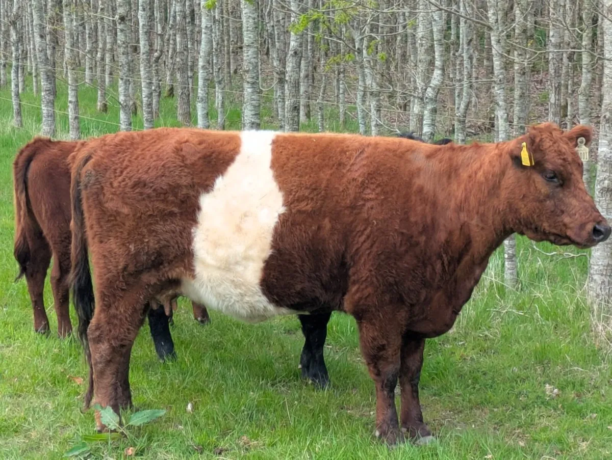 Organic suckler cow and maiden heifer for sale - Image 1