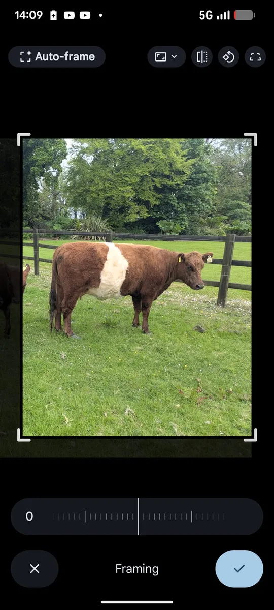 Organic suckler cow and maiden heifer for sale - Image 3
