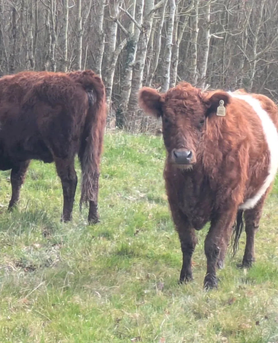 Organic suckler cow and maiden heifer for sale - Image 4