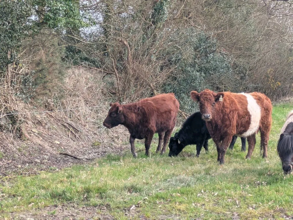 Organic suckler cow and maiden heifer for sale - Image 2