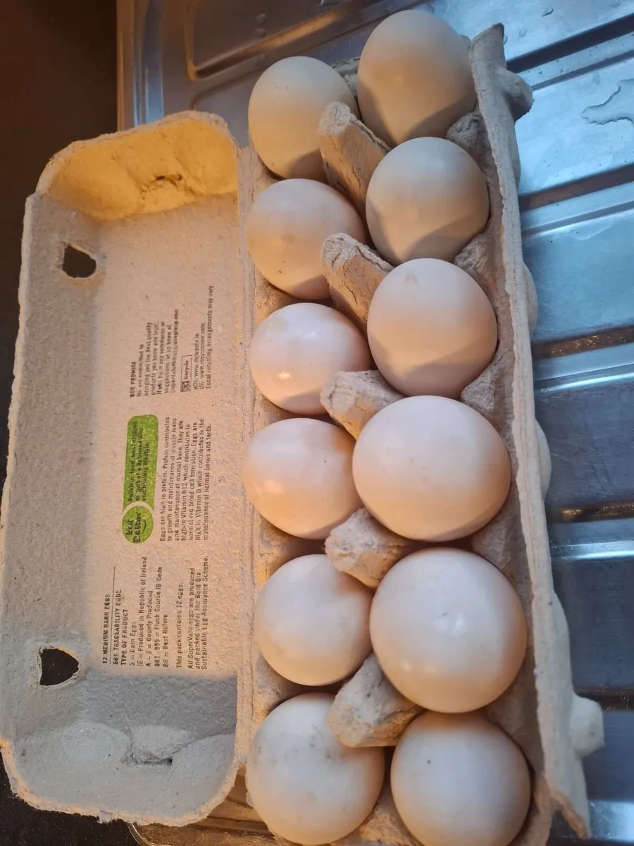 Duck eggs - Image 2