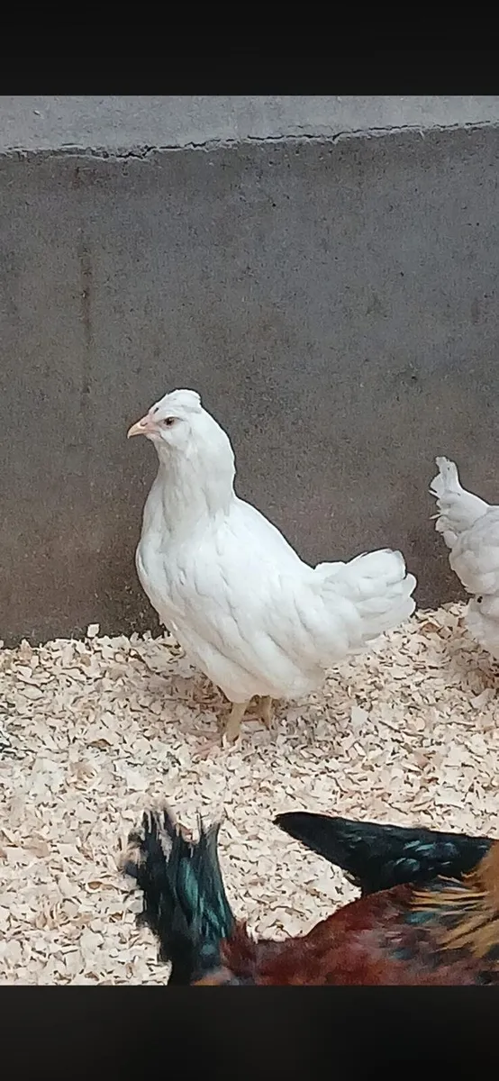 Pullets , - Image 2