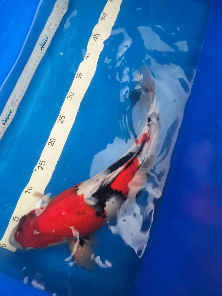 Japanese koi selection available - Image 2
