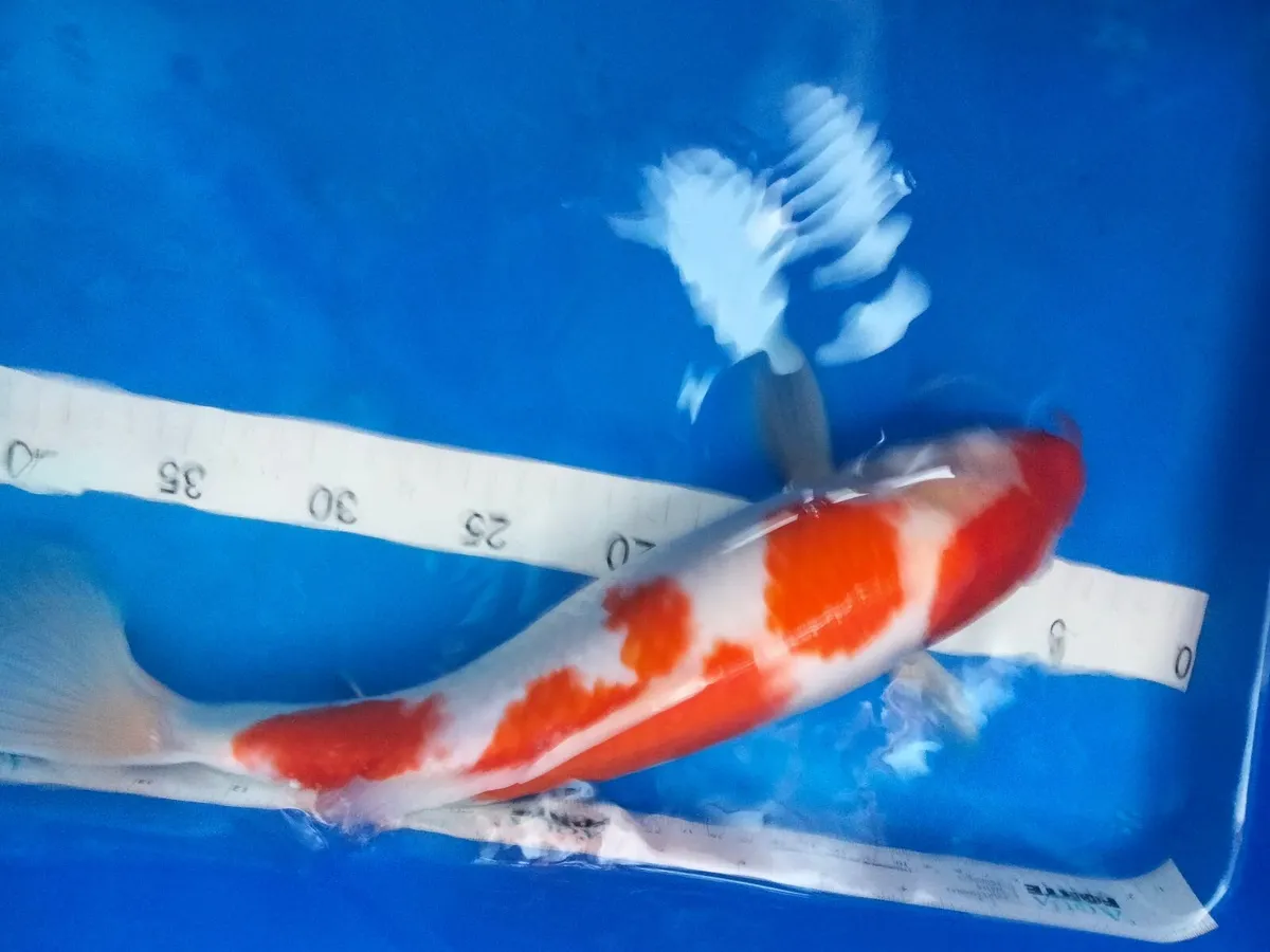 Japanese koi selection available - Image 3