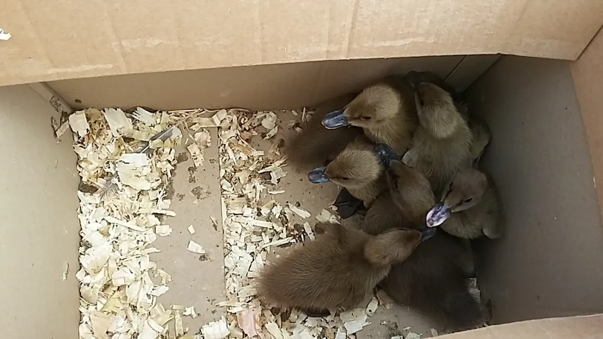 Hens/ducklings/fertile eggs/everyday in kildare - Image 2