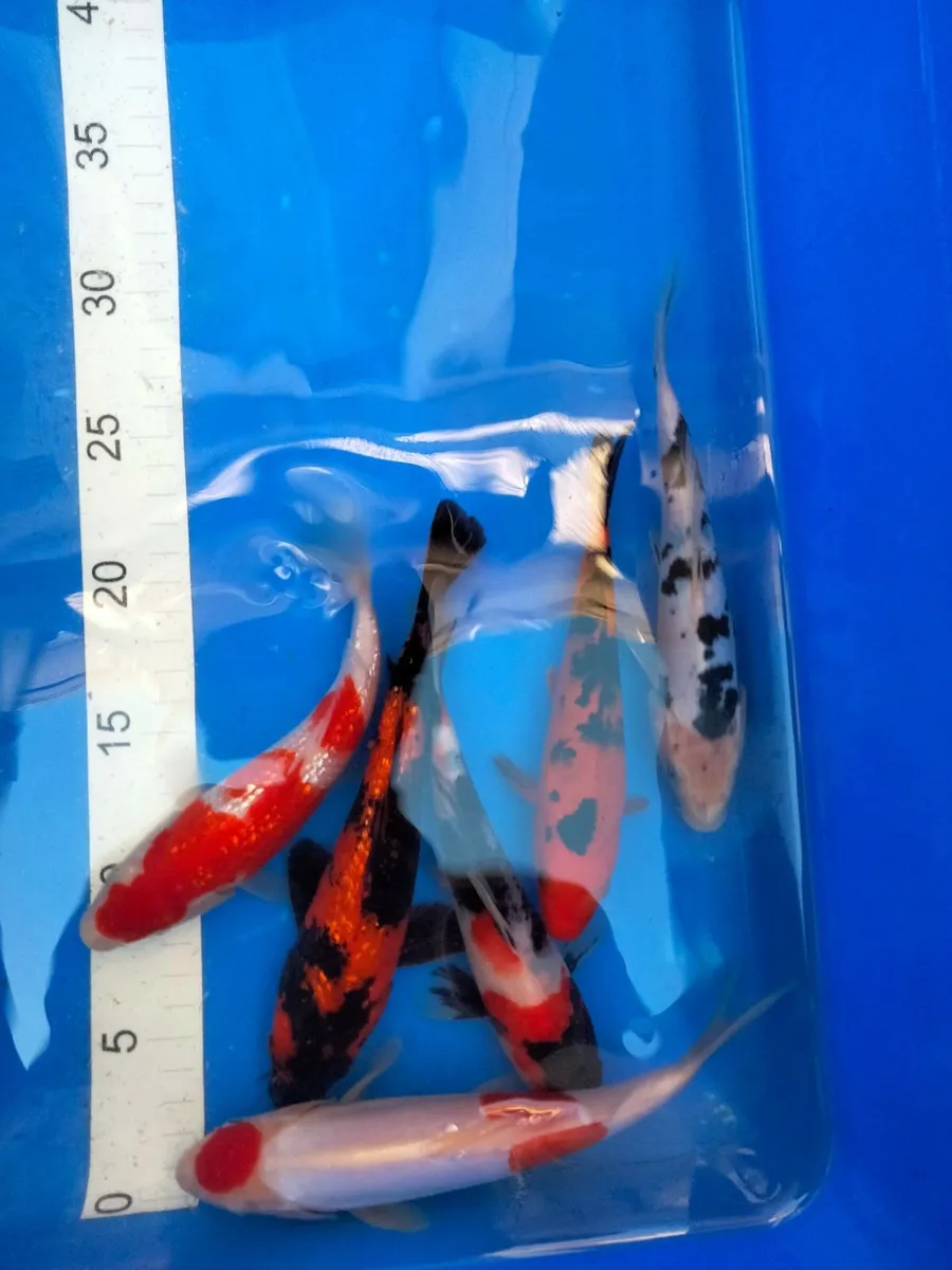 Japanese koi selection available - Image 1