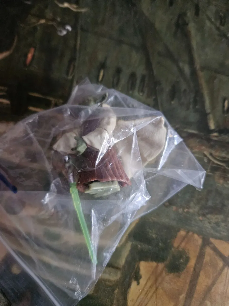 Star Wars Yoda - Image 1