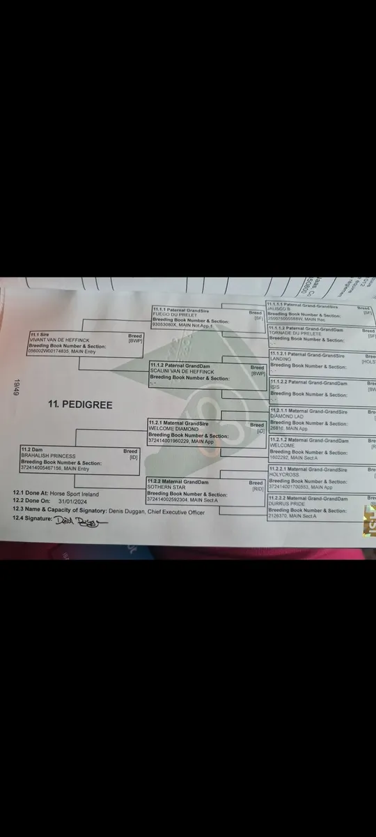 3 Year Old Sports Horse Fillies - Image 3