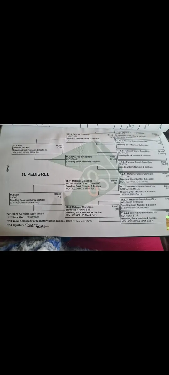 3 Year Old Sports Horse Fillies - Image 4