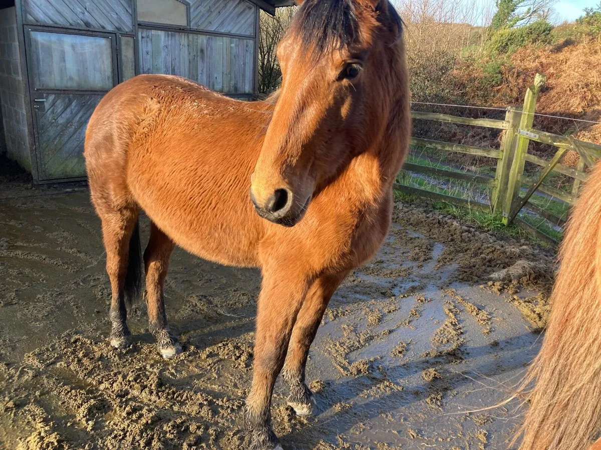 3 Year Old Sports Horse Fillies - Image 1