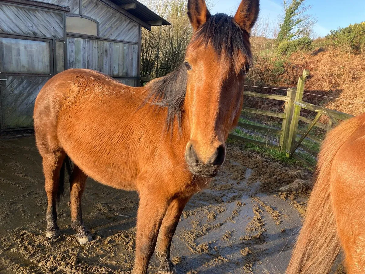 3 Year Old Sports Horse Fillies - Image 2