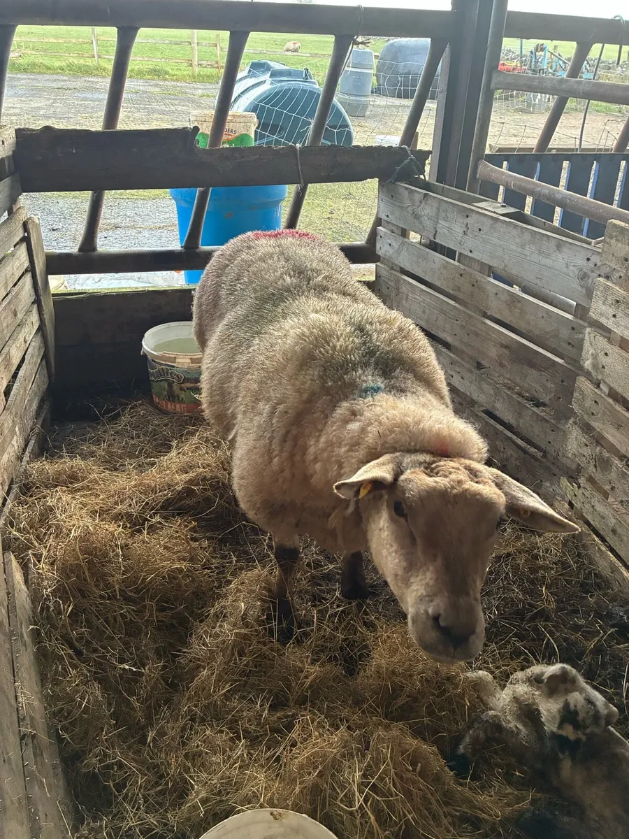 Foster ewe - Image 1