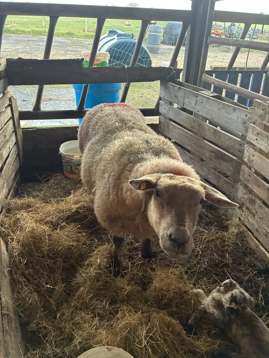 Foster ewe - Image 2