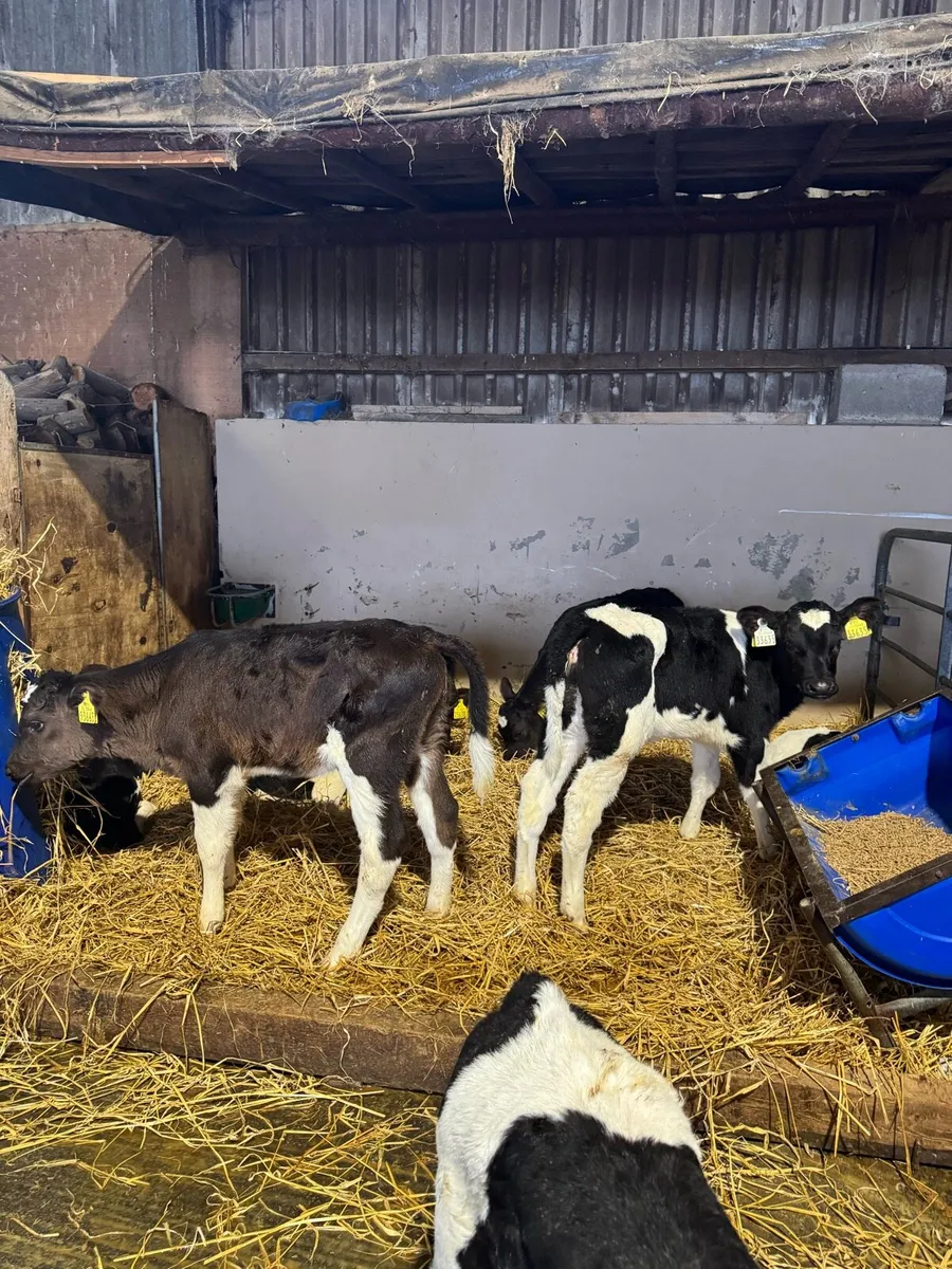 Friesian Heifer calves - Image 3