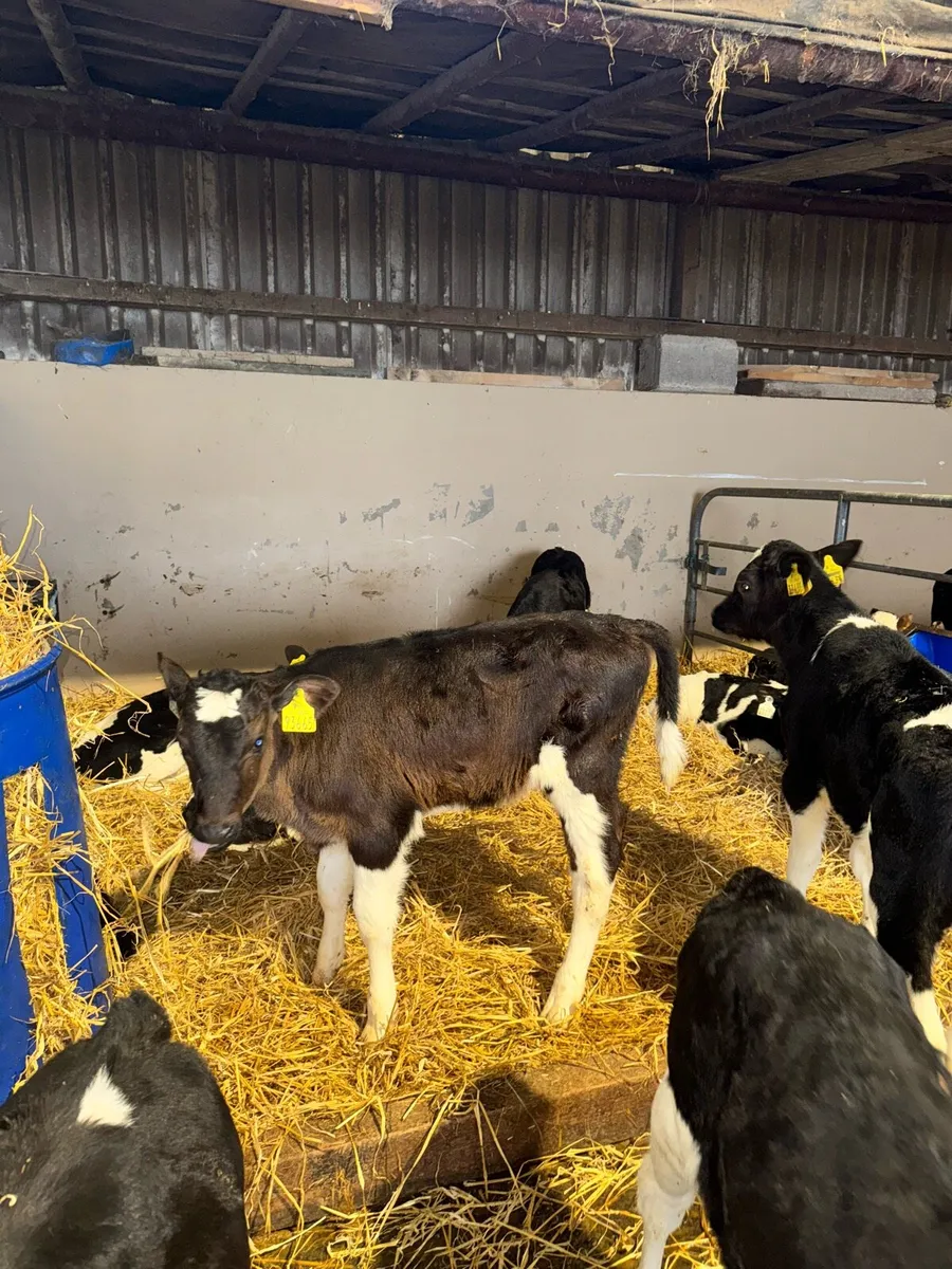 Friesian Heifer calves - Image 1