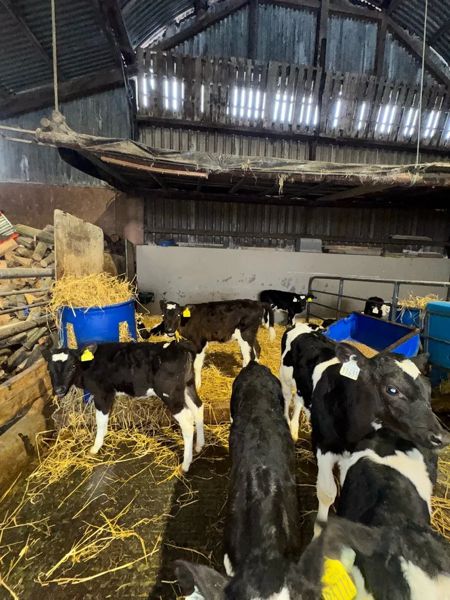 Friesian Heifer calves - Image 2