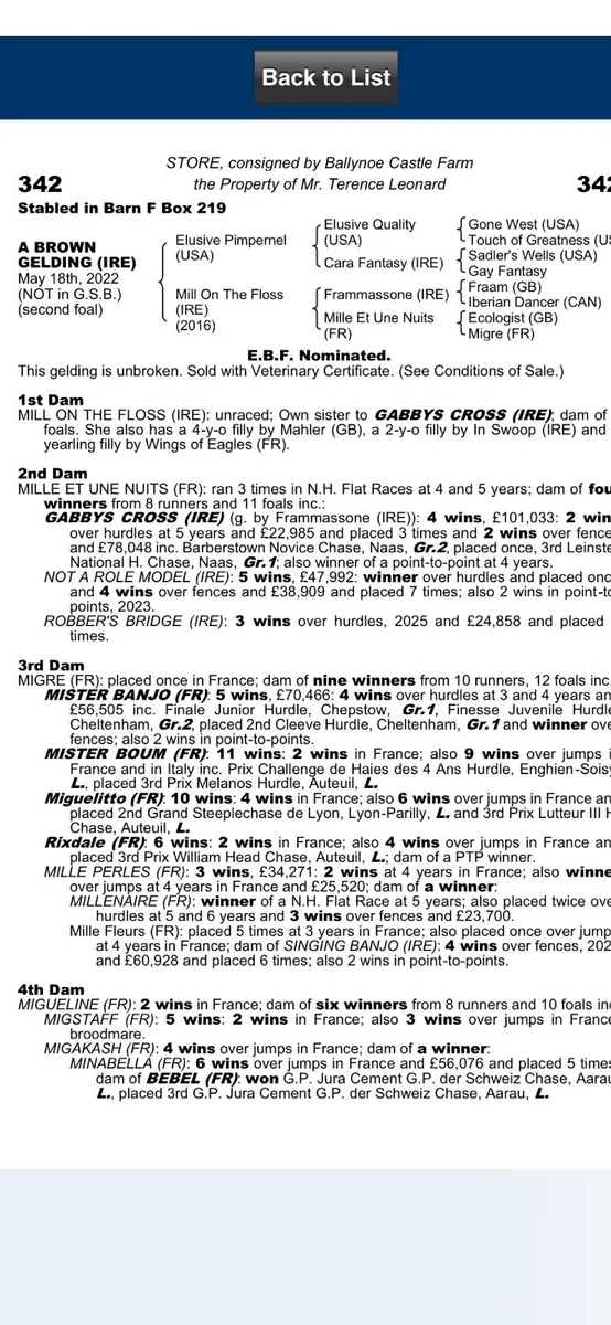 4 yr old gelding - Image 3