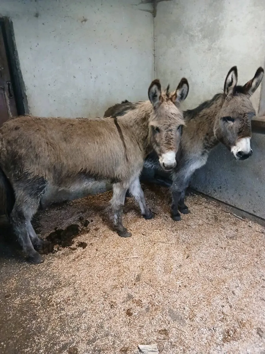 2 Female Donkeys - Image 2