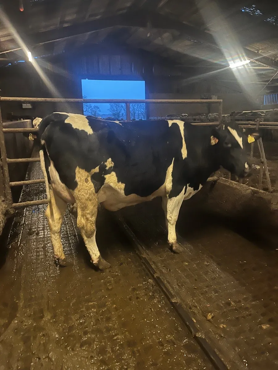 For sale tomorrow at Nenagh mart - Image 3