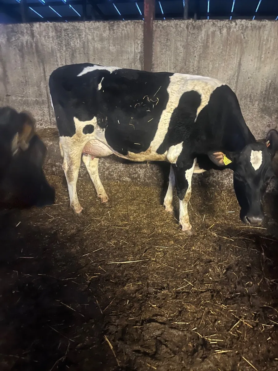 For sale tomorrow at Nenagh mart - Image 4