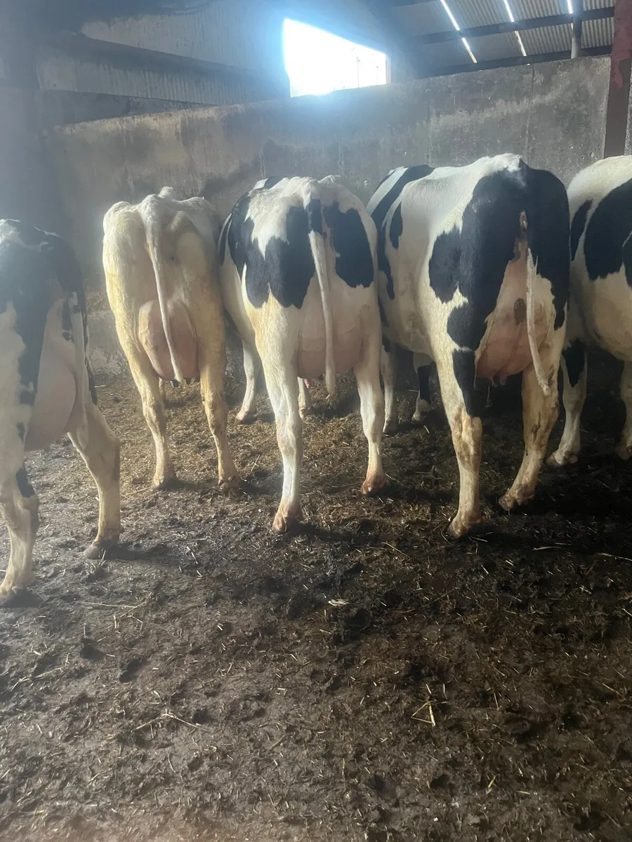 For sale tomorrow at Nenagh mart - Image 1