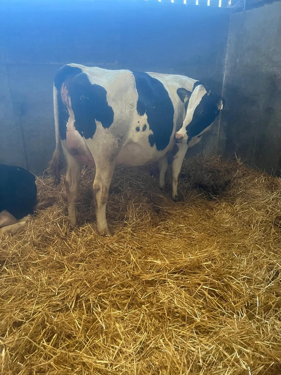 For sale tomorrow at Nenagh mart - Image 2