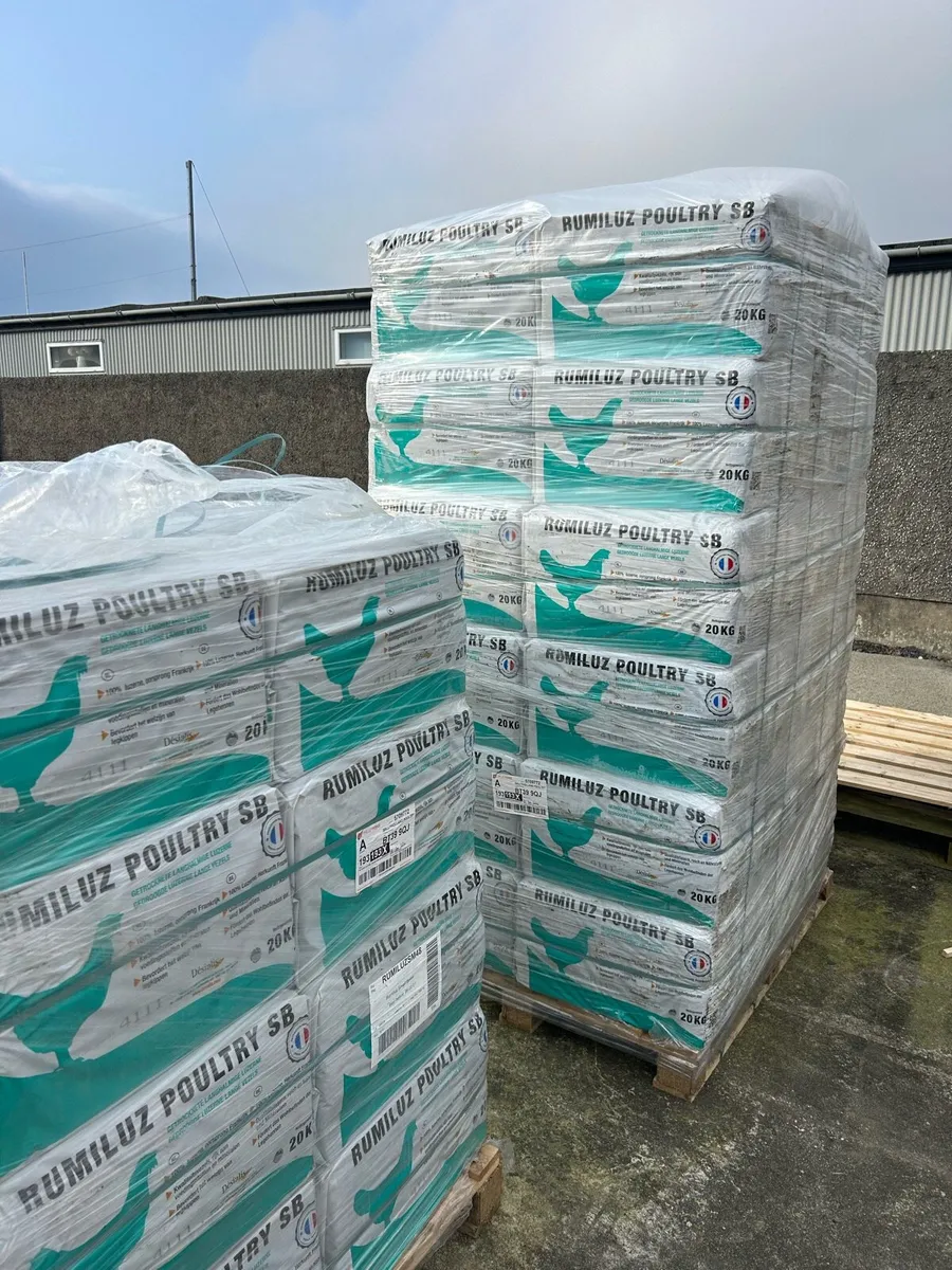 Lucerne Alfalfa - Image 2