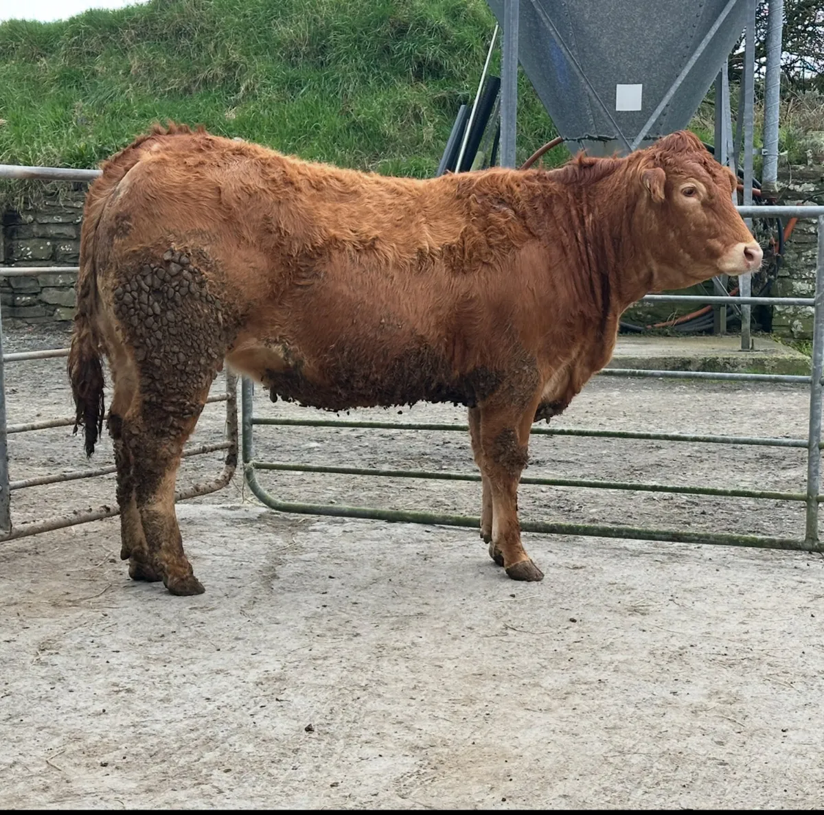 Pedigree limousin springer and dry heifers - Image 3