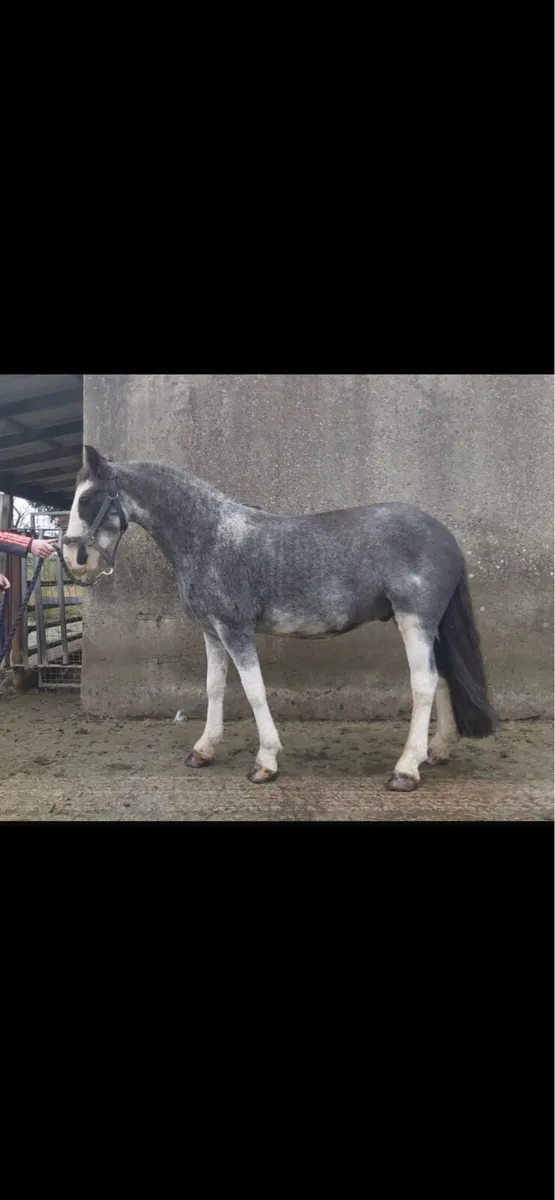 ⭐️12.2 pony ⭐️ - Image 2