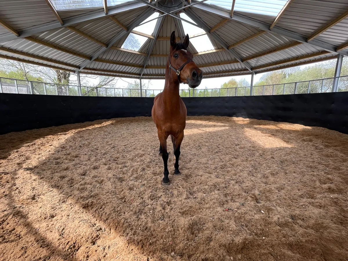 Livery at Ironhills KILDARE - Image 4