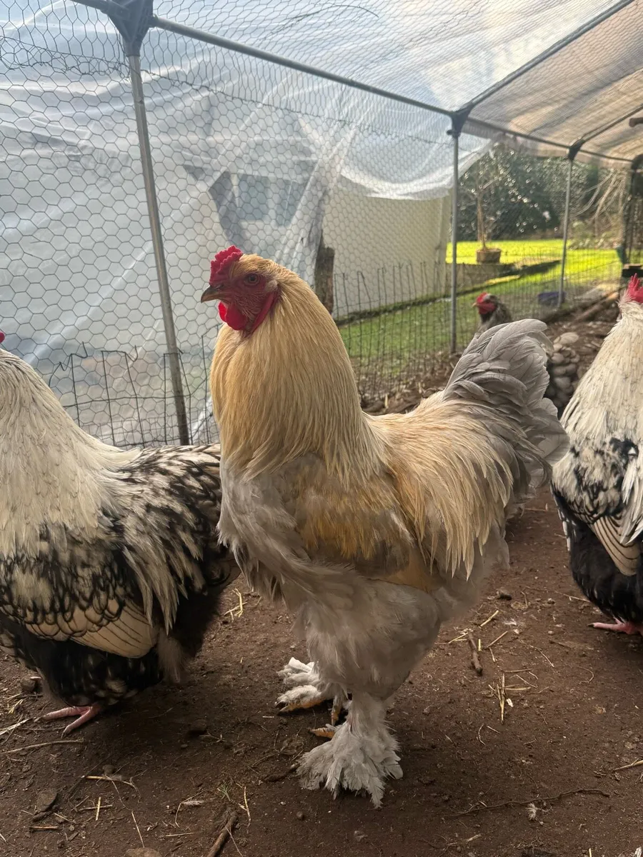 Giant Brahma & Silver Lace Orpington chicken - Image 1