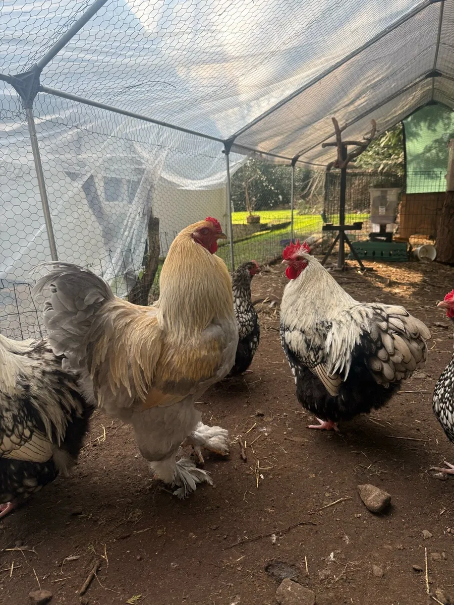 Giant Brahma & Silver Lace Orpington chicken - Image 2