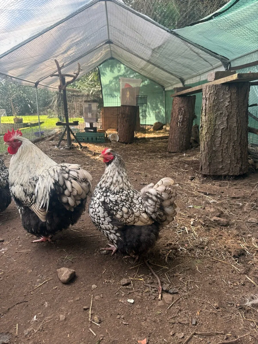 Silver Laced Orpington &. Giant brahma chicken - Image 1