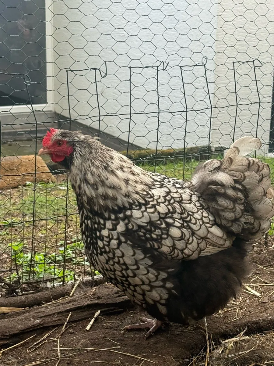 Giant Brahma & Silver Lace Orpington chicken - Image 4