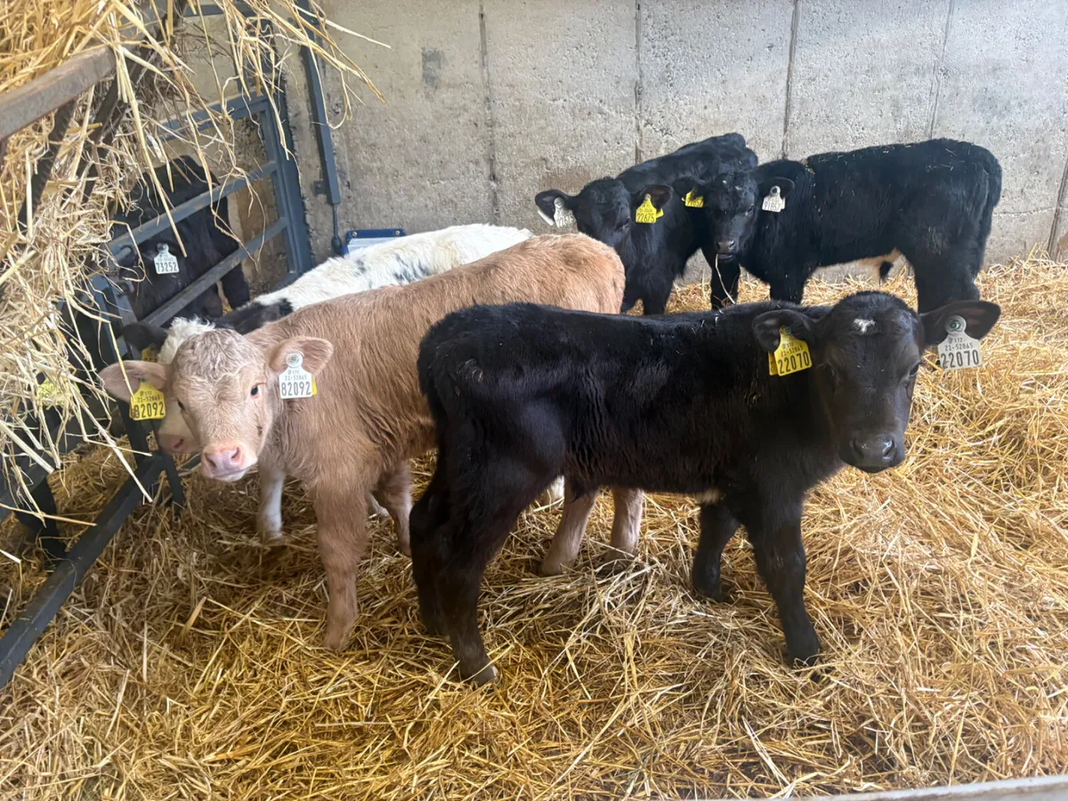 20 continental calves - Image 3